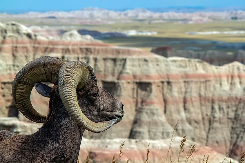 A bighorn sheep on the grassy, rugged terrain of the Great Plains.
