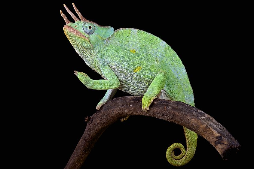 An Usambara three-horned chameleon.