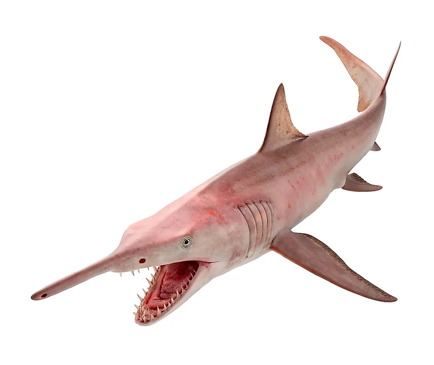 A goblin shark.
