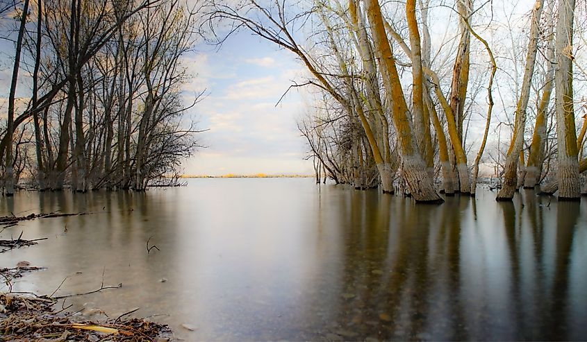 Lake Lowell Deer Flat National Wildlife Refuge in Nampa, Idaho off boat dock in the evening near the trees submerged in the lake water