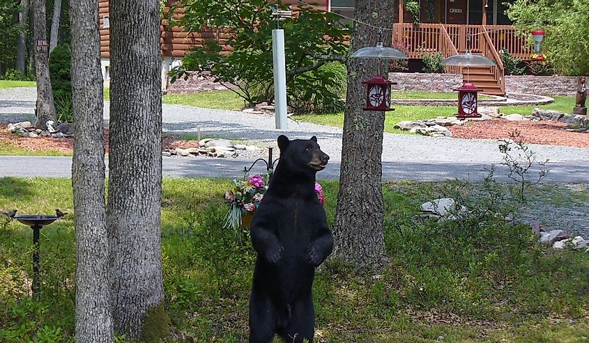 Hungry black bear standing to look at a bird feeder for food in Hawley the Poconos Pennsylvania