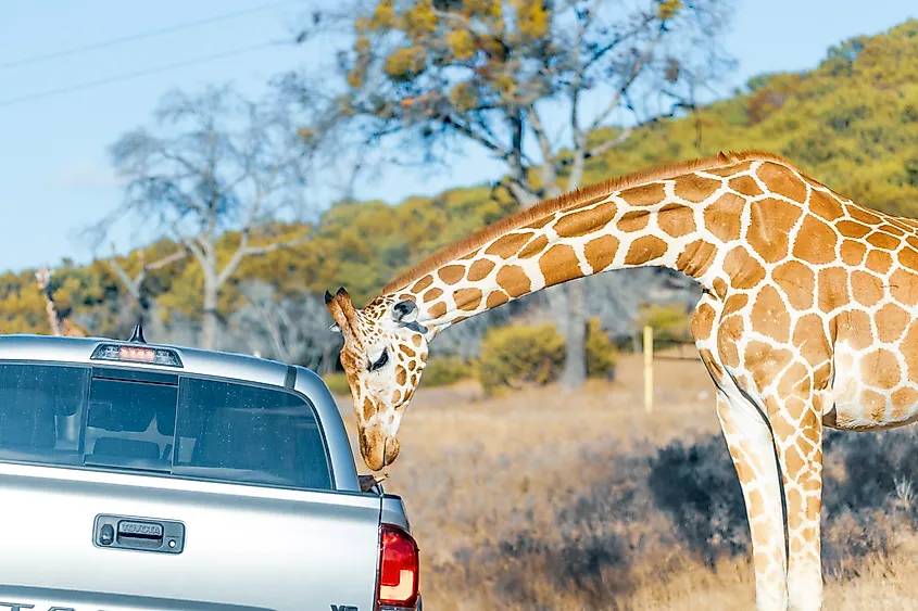 Fossil Rim Wildlife Center in Somervell County, Texas