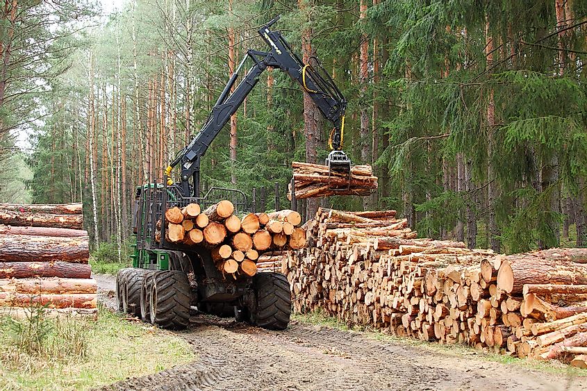 Logging is a major cause of deforestation