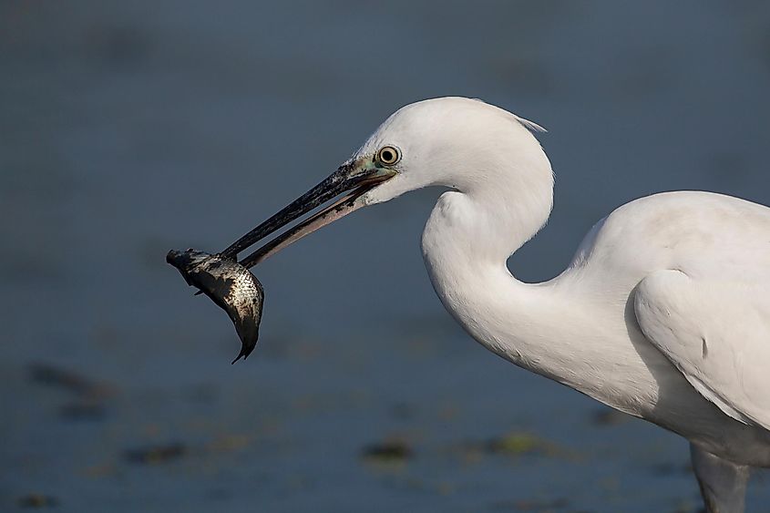 A little heron feeding on a fish at the mouth of the Kuban River.