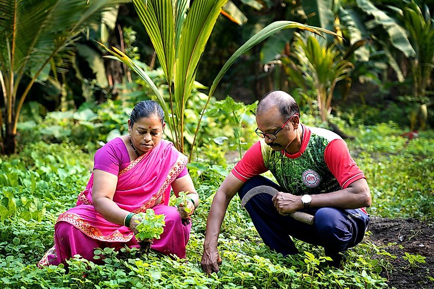 Bhoir and his wife growing vegetables