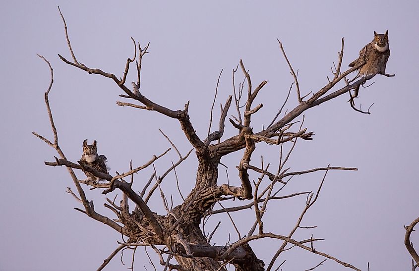 Dead trees in nature are also highly useful like the one here serving as perches for the great horned owls.