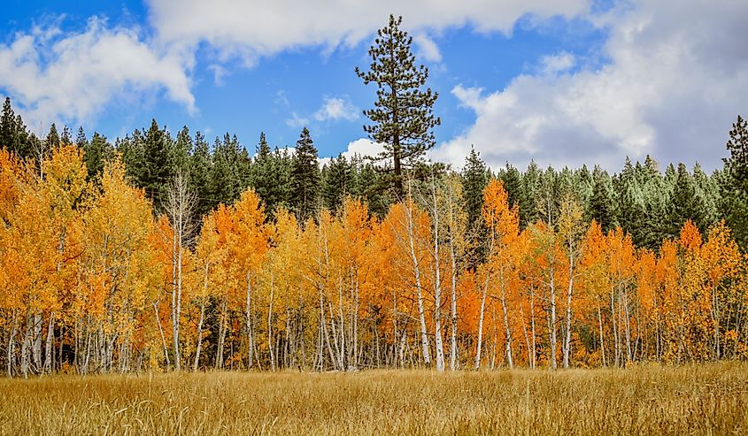 Golden aspens and evergreens across an open meadow.