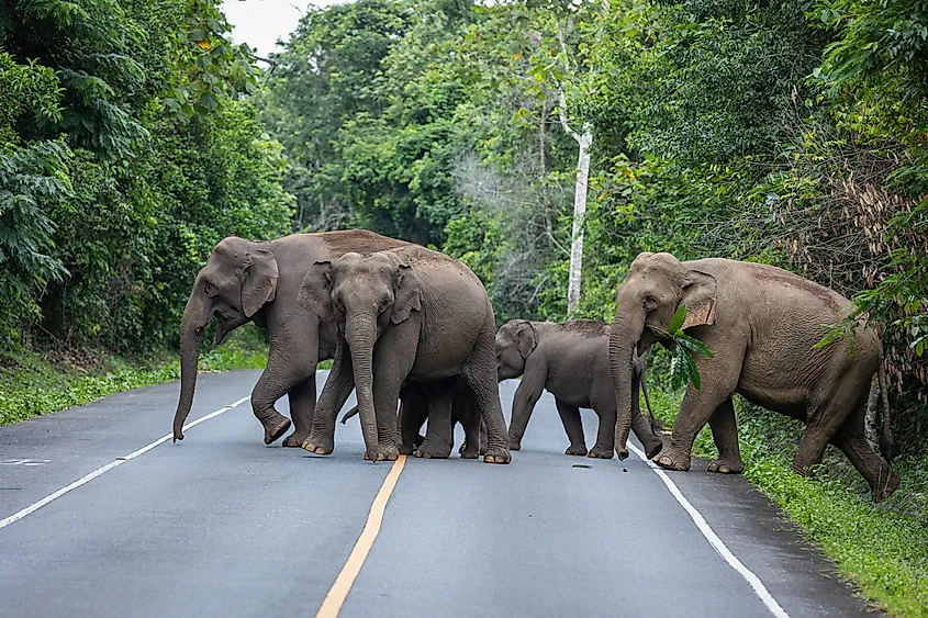 Asian wild elephants walking across the road in Khao Yai National Park.