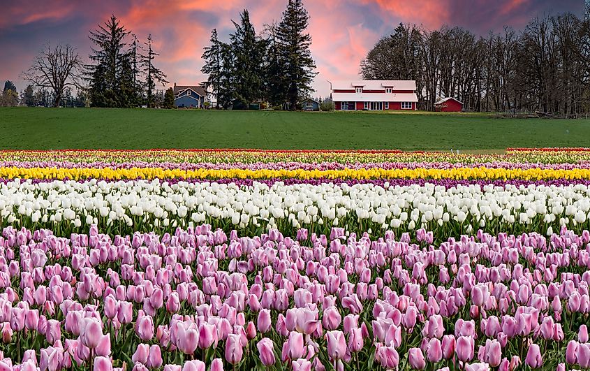 Colorful tulip fields and a red barn at sunrise near Woodburn, Oregon.
