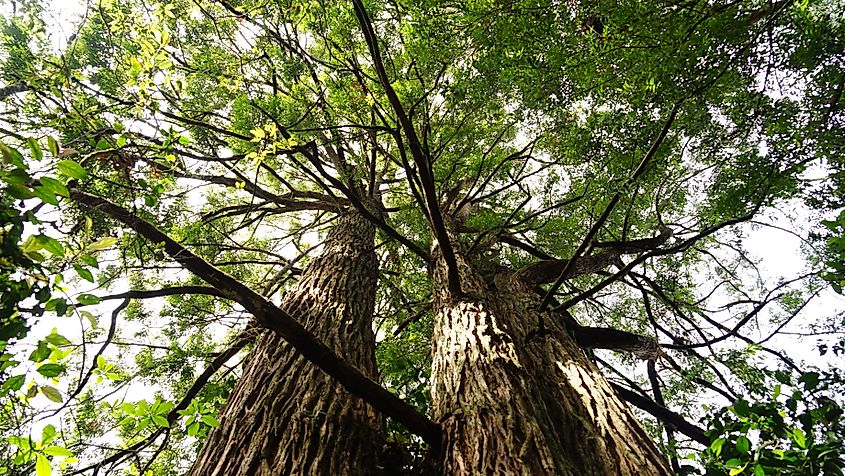 An American chestnut tree