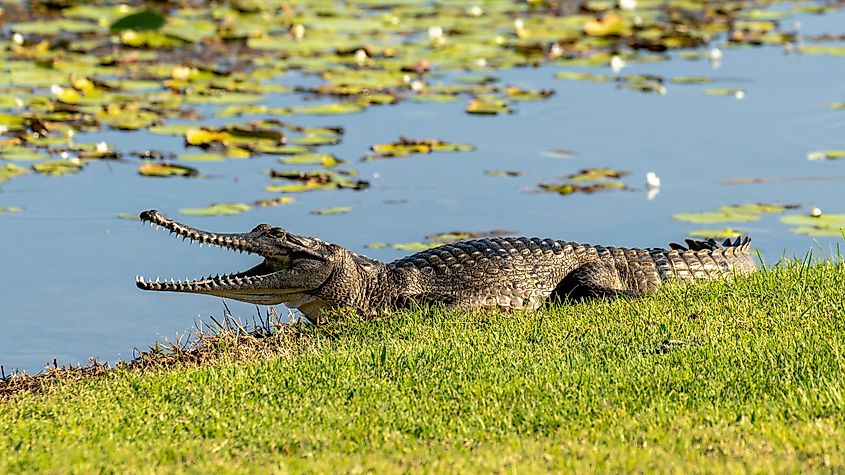 Australian freshwater crocodile sunning itself by lilypads in lake.