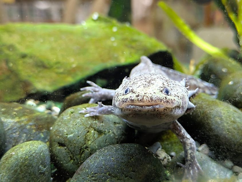Wild-Type (Marbled) Axolotl .
