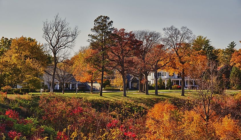 Fall Trees of Grandview Drive in Peoria Heights.