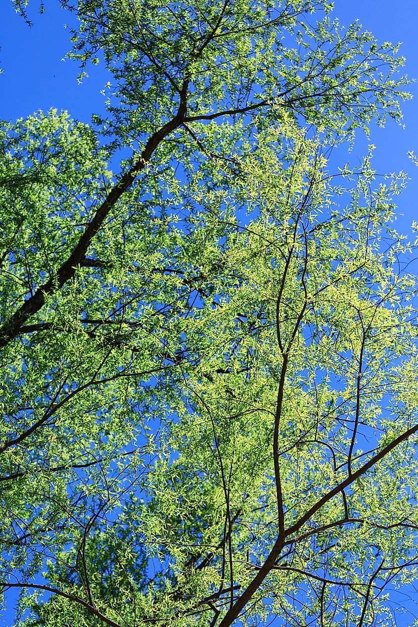 Black Willow Tree in Spring on Blue Sky