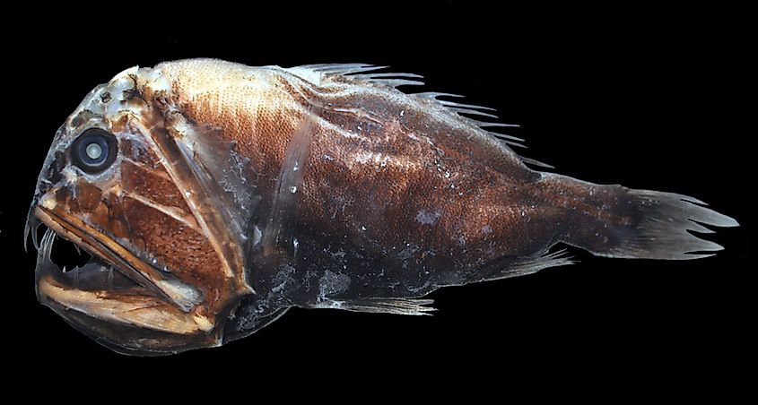 Fangtooth fish