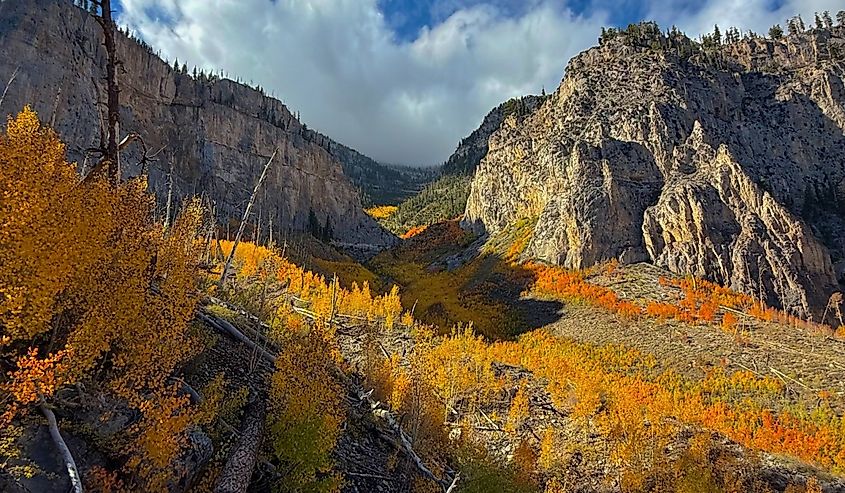 Fall foliage peak in Mount Charleston outside of Las Vegas, Nevada, United States