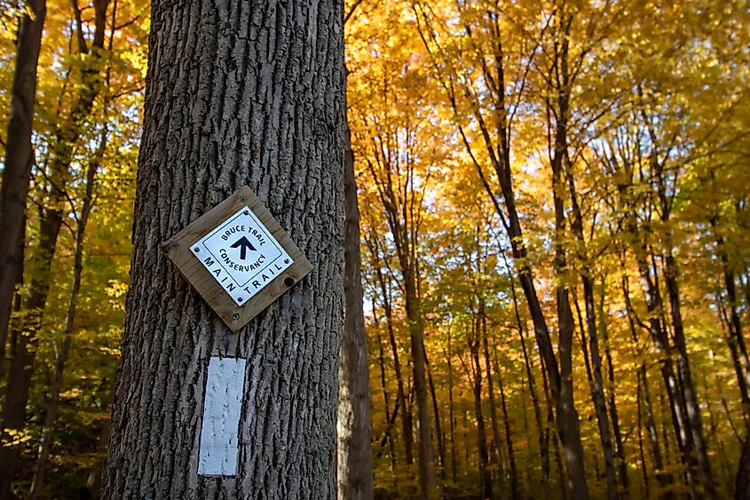 Follow the signs on the Bruce Trail! Image by Heather Wharram via Shutterstock