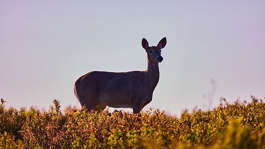 Doe in Big Meadows in the Shenandoah National Park. Credit: HawksbillPhotography / Shutterstock
