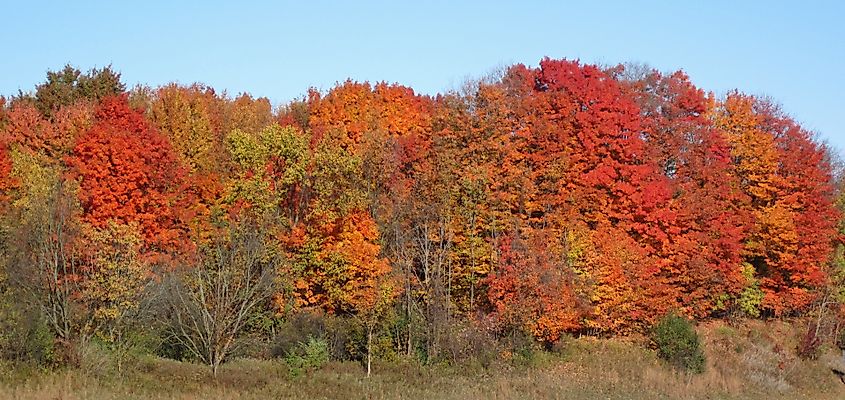 Across the road from Interstate-71's milepost 225 (north-bound), Brunswick, northeastern Ohio, USA