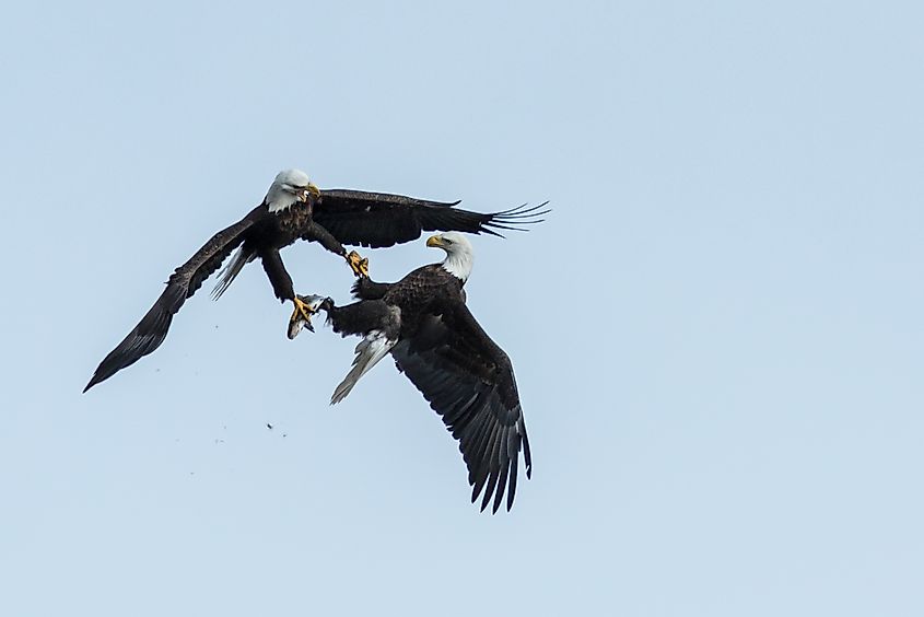 Talons Locked - American Bald Eagle Stealing fish in the mid air.