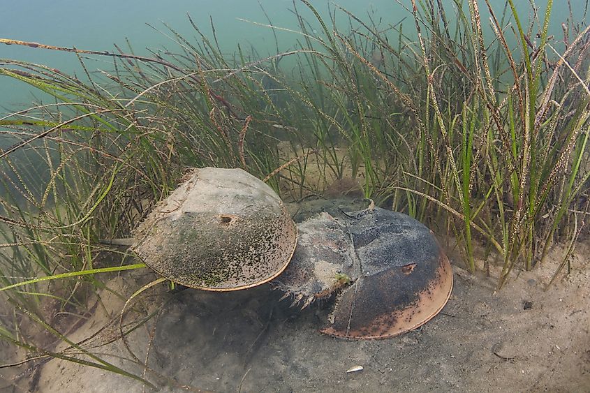 A pair of Atlantic horseshoe crabs, Limulus polyphemus, mate on the shallow seafloor of a bay on Cape Cod, Massachusetts.