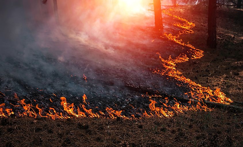 A wildfire in a forest