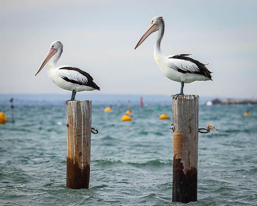 Pelicans in Rottnest Island