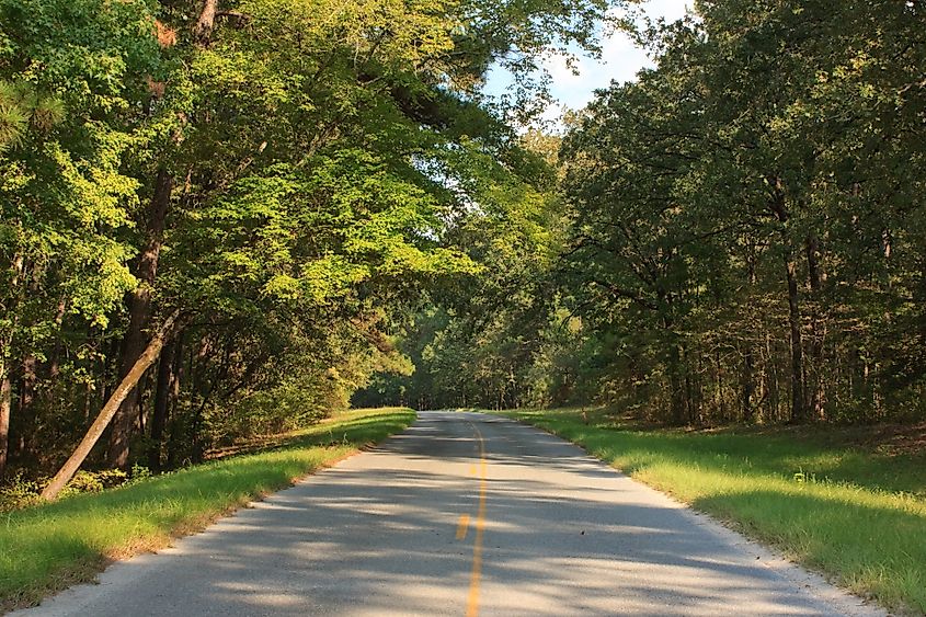 Drive through the Kisatchie National Forest in Louisiana