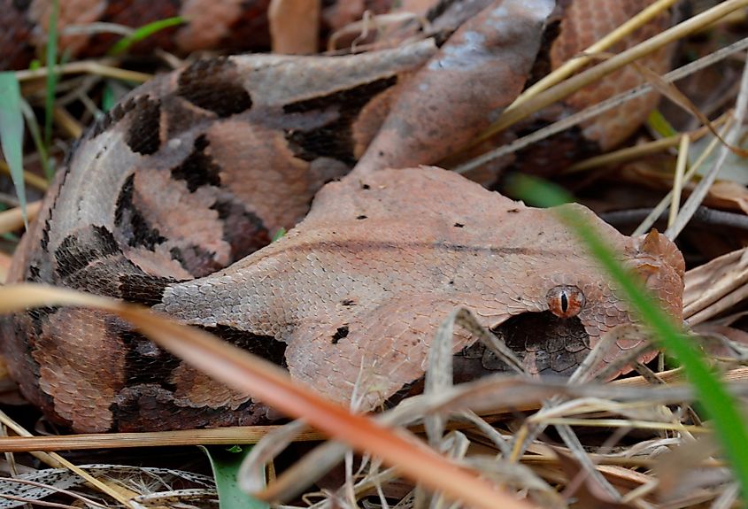 Gaboon Viper (Bitis gabonica)