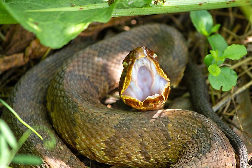 The very poisonous cottonmouth snake.
