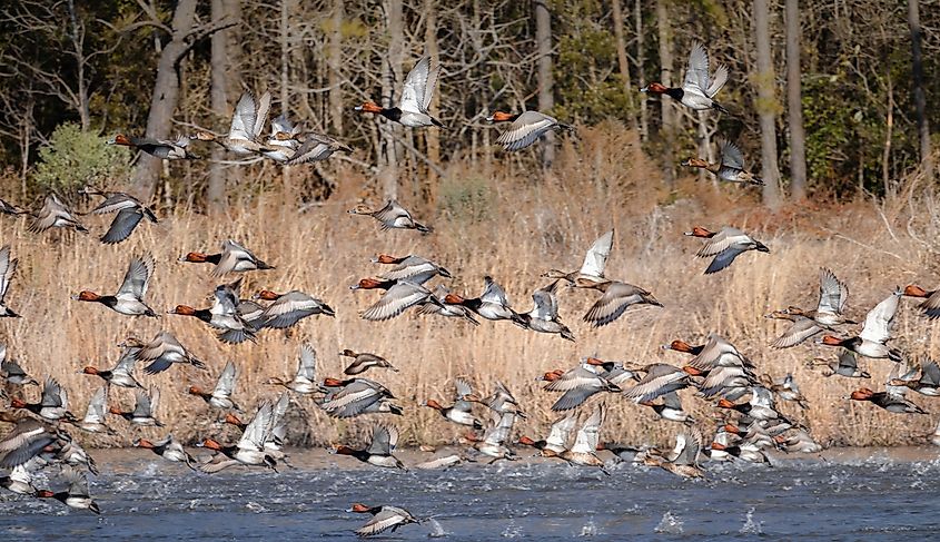 A large flock of redhead ducks near Beaufort, North Carolina.