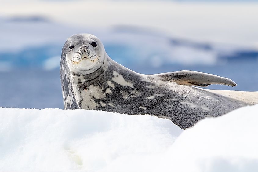 weddell seal