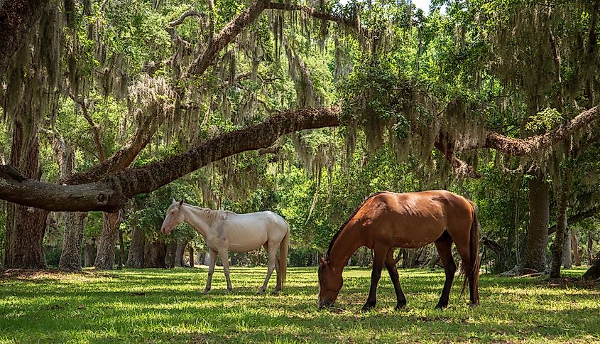 Wild horses at the Cumberland Island National Seashore, Georgia.