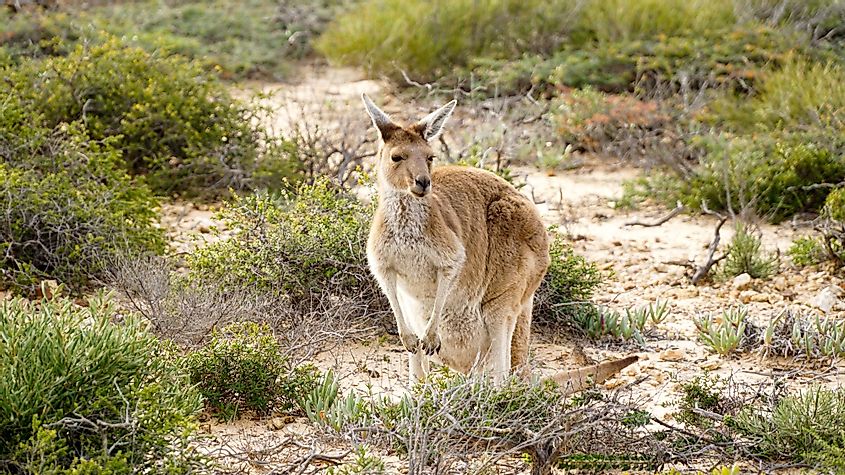 Kangaroo in Kalbarri National Park