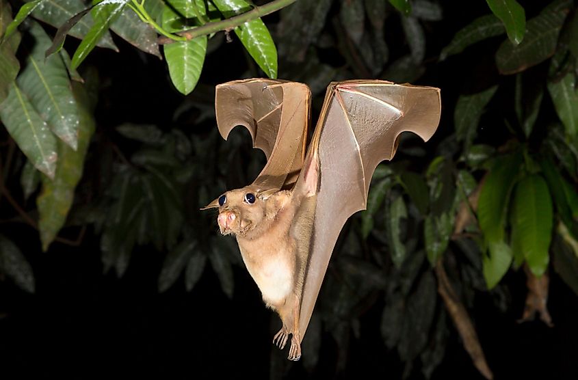 Franquet's epauletted fruit bat (Epomops franqueti) flying at night, Volta Province, Ghana.