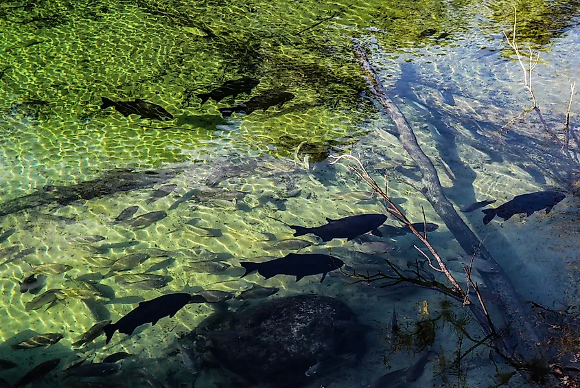 Ponce de Leon Springs State Park, Florida.