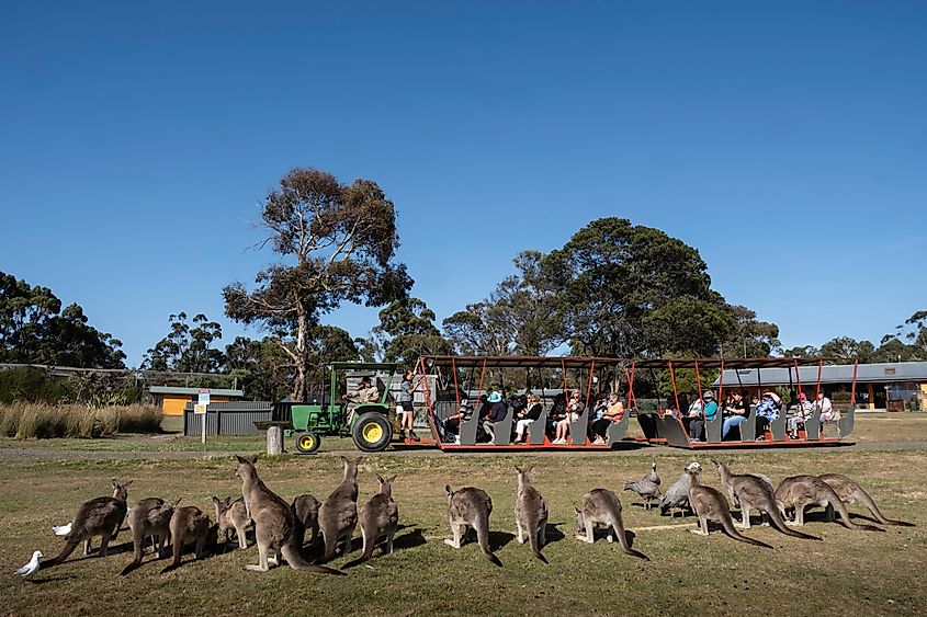 Visitors to the East Coast Natureworld Sanctuary in Bicheno, Tasmania, Australia. Image credit Henk Vrieselaar via Shutterstock