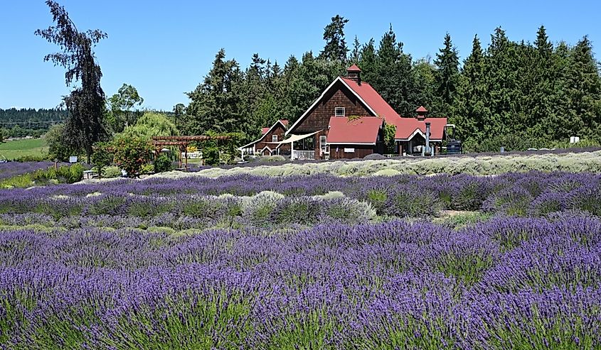 Scenic lavender farm and fields on clear sunny summer day in Sequim, Washington.