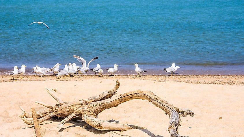 Indiana Dunes State Park on the shores of Lake Michigan