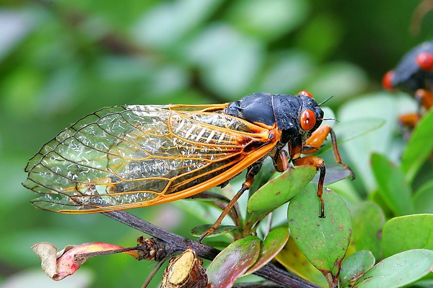 cicada