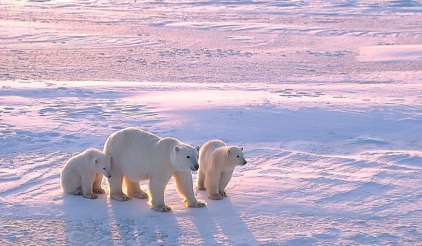 Polar bear with cubs in the Canadian Arctic.