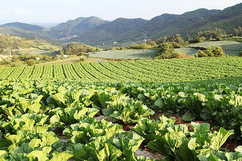 row crop farming in China