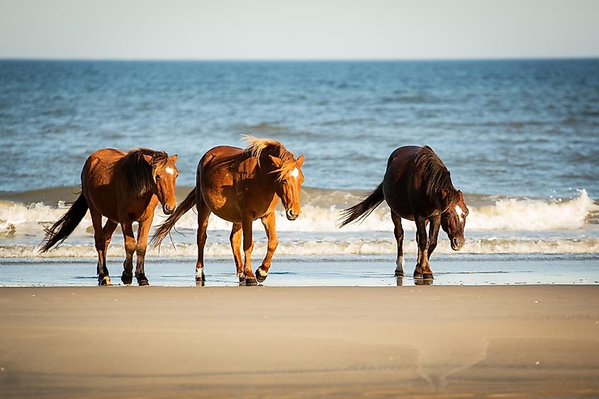 Wild horses along the beach in Corolla, North Carolina.