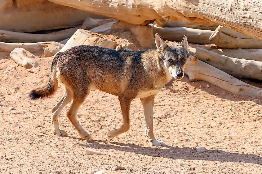 What Animals Live In The United Arab Emirates? - WorldAtlas What Animals Live In The United Arab Emirates? - WorldAtlas