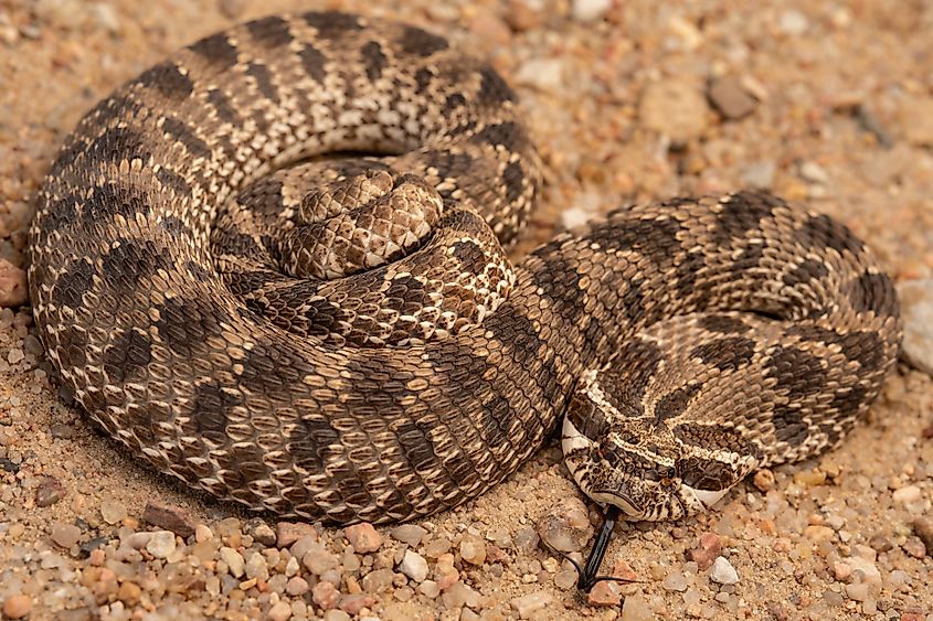 A western hognose snake.