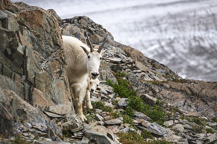 Wrangell St. Elias National Park And Preserve