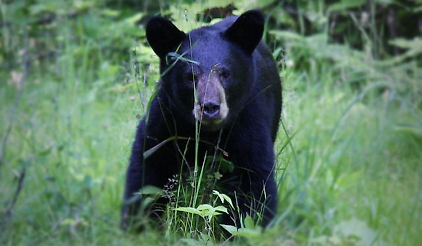 American black bear ursus americanus standing in green grass