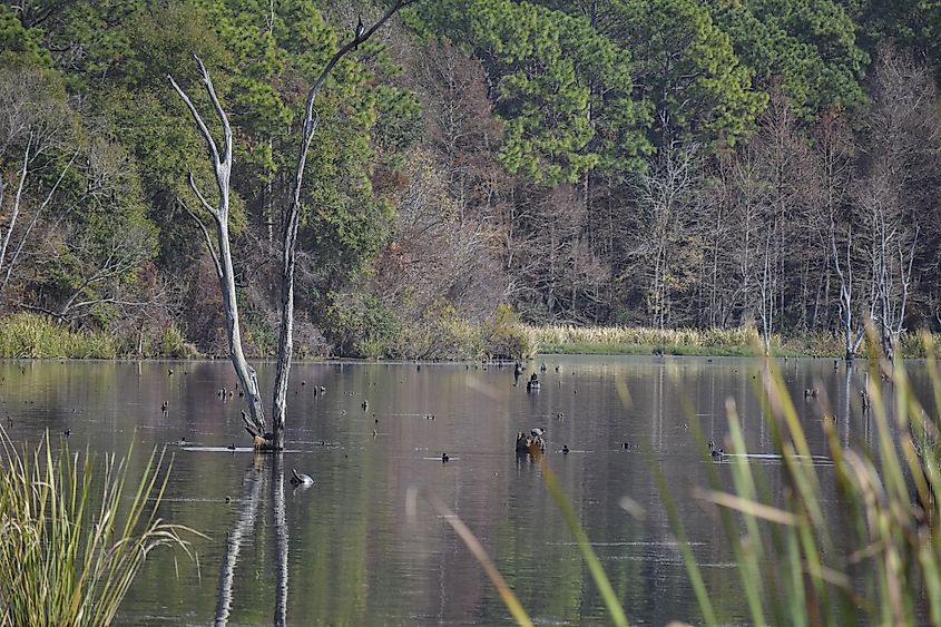 Lake Seminole in Florida.