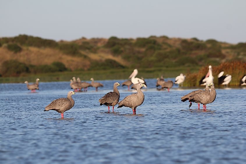 Cape Barren Geese in the Coorong National Park.