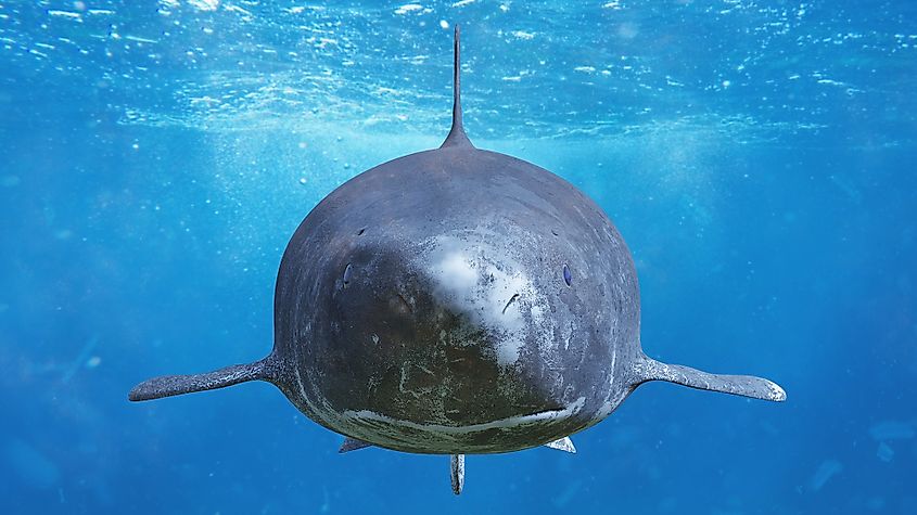 Front view of a Greenland Shark.